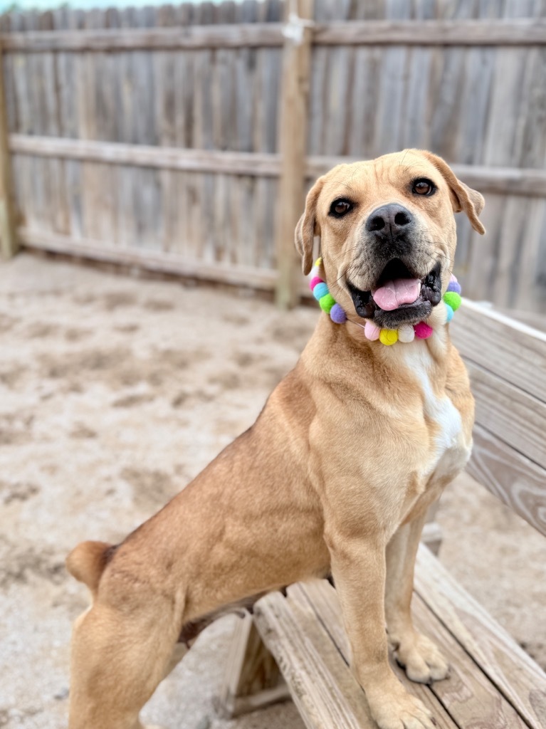 Chata, an adoptable Mastiff, Mixed Breed in Muskegon, MI, 49442 | Photo Image 6