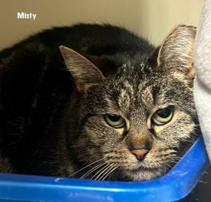 Misty Kitty, Adult Female Domestic Short Hair