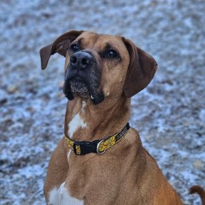 Jax, Senior Male Great Dane