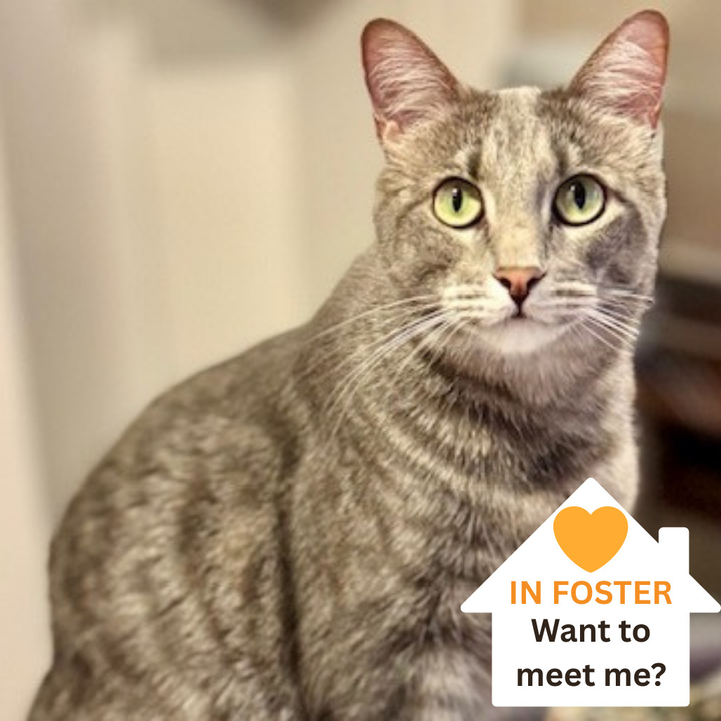 Daisy Buchanan, an adoptable Domestic Short Hair in Salt Lake City, UT, 84106 | Photo Image 1