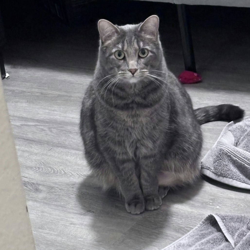 Daisy Buchanan, an adoptable Domestic Short Hair in Salt Lake City, UT, 84106 | Photo Image 2