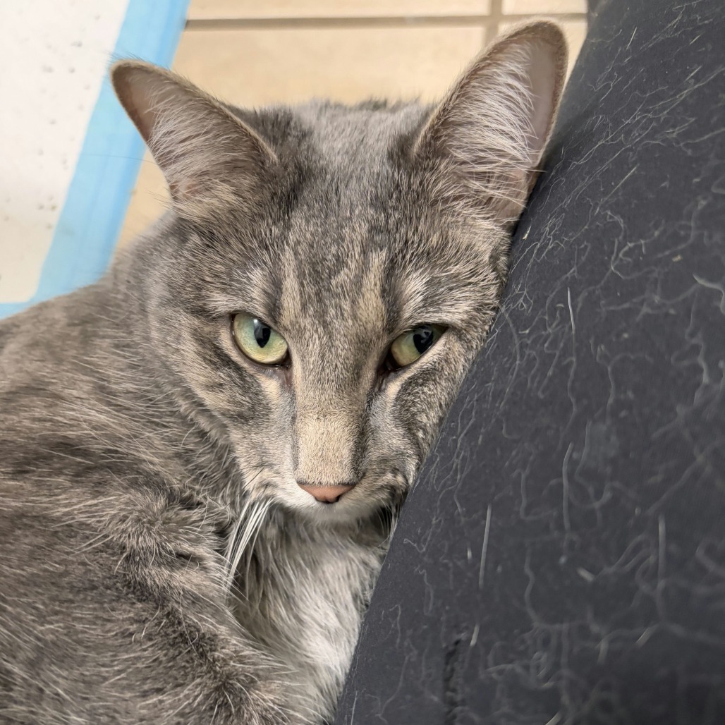 Daisy Buchanan, an adoptable Domestic Short Hair in Salt Lake City, UT, 84106 | Photo Image 3