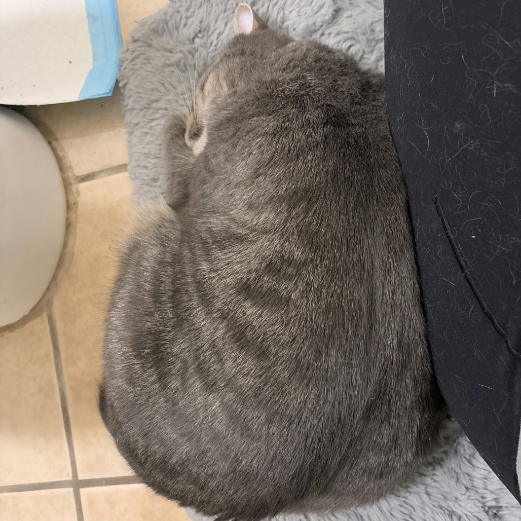 Daisy Buchanan, an adoptable Domestic Short Hair in Salt Lake City, UT, 84106 | Photo Image 4