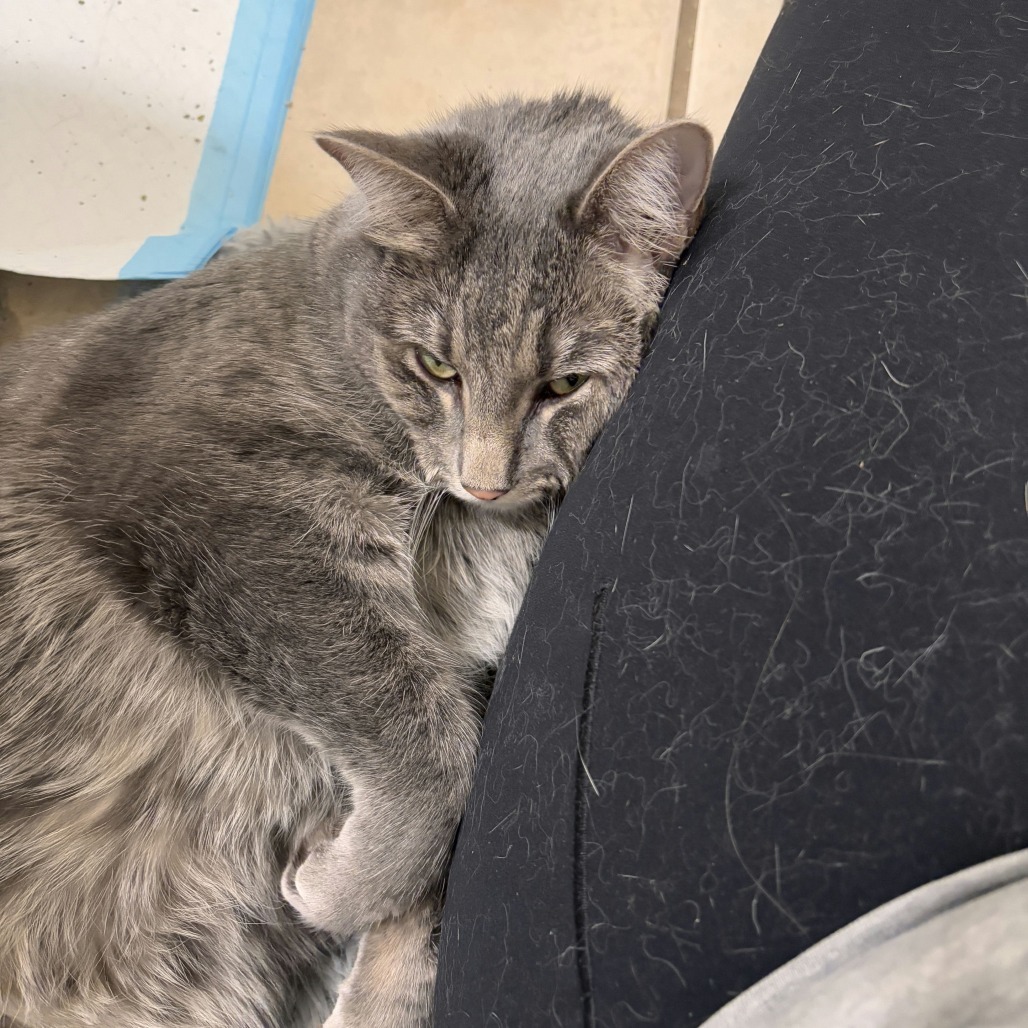 Daisy Buchanan, an adoptable Domestic Short Hair in Salt Lake City, UT, 84106 | Photo Image 5