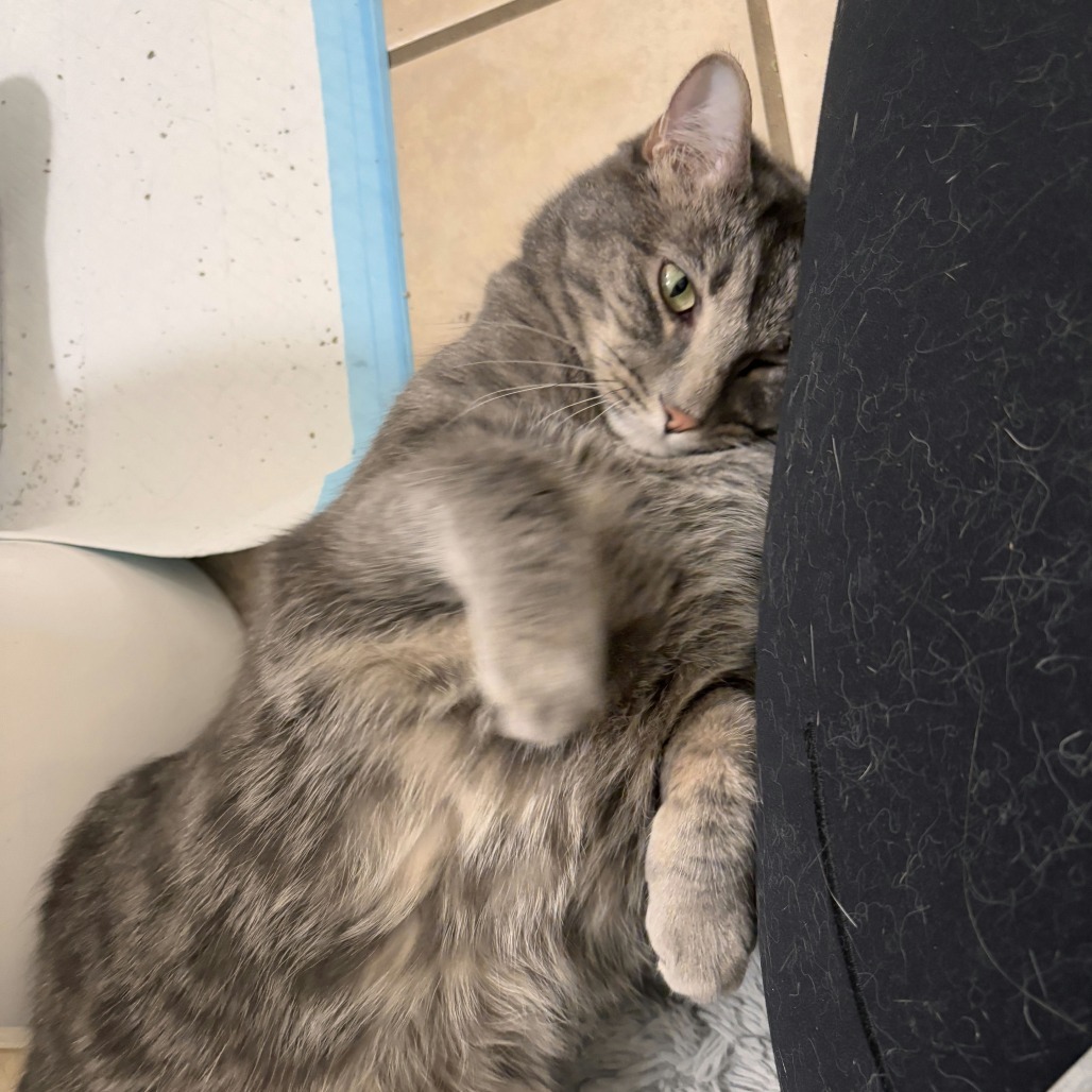 Daisy Buchanan, an adoptable Domestic Short Hair in Salt Lake City, UT, 84106 | Photo Image 6