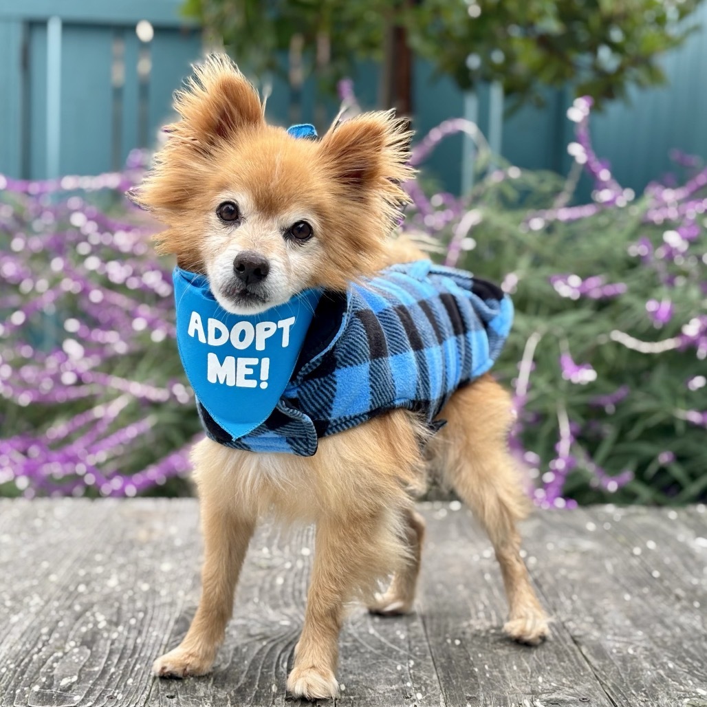 Carrot, an adoptable Pomeranian, Spitz in Pacific Grove, CA, 93950 | Photo Image 1