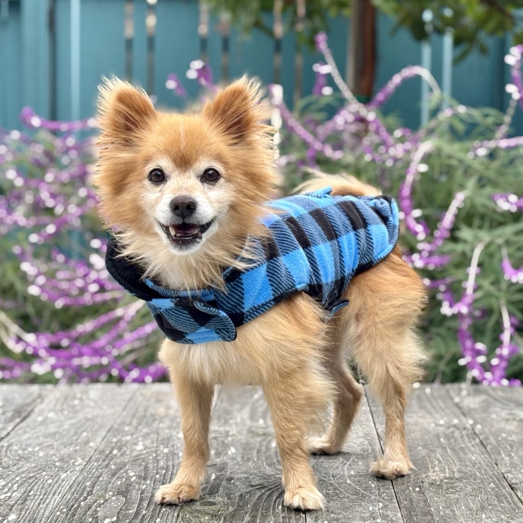 Carrot, an adoptable Pomeranian, Spitz in Pacific Grove, CA, 93950 | Photo Image 2