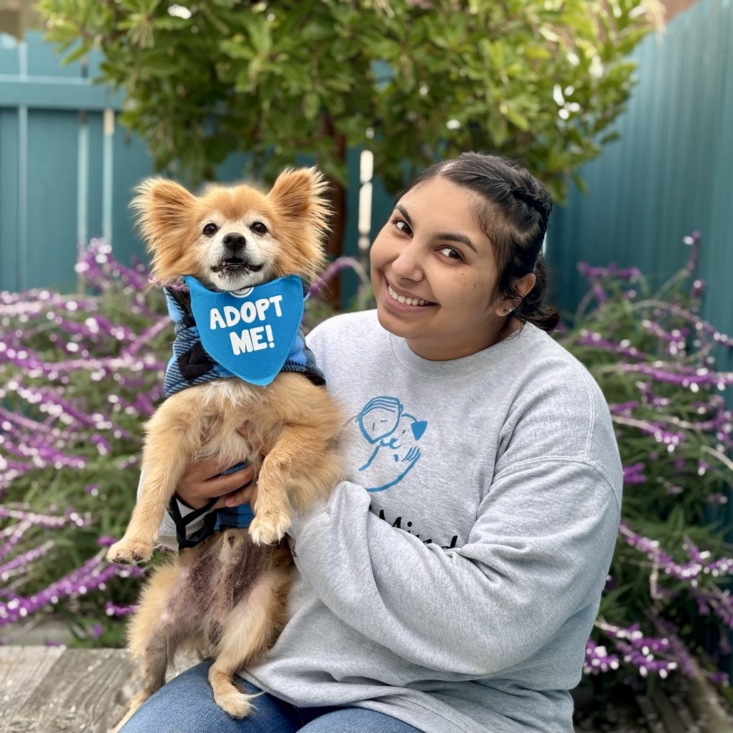 Carrot, an adoptable Pomeranian, Spitz in Pacific Grove, CA, 93950 | Photo Image 3