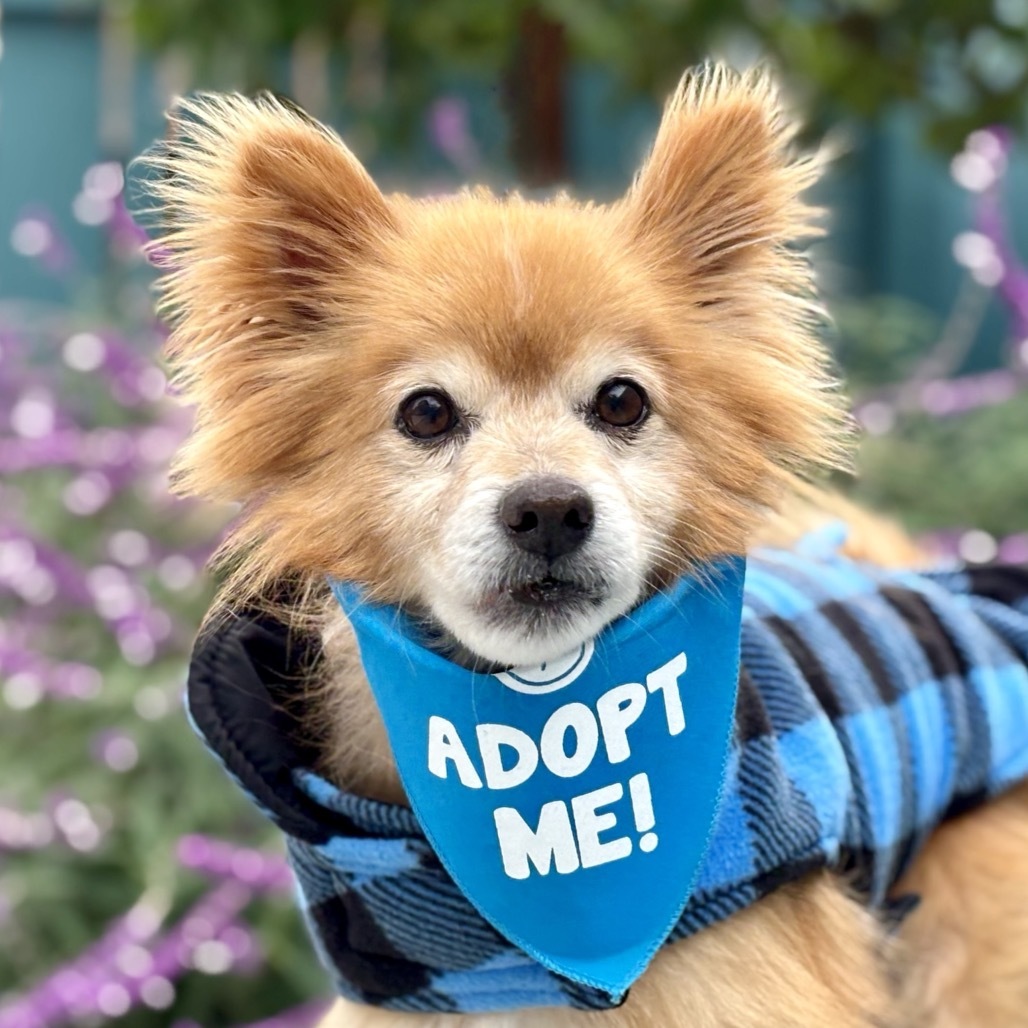 Carrot, an adoptable Pomeranian, Spitz in Pacific Grove, CA, 93950 | Photo Image 4