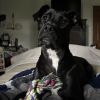 Sage photo 1