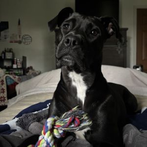 Sage, Adult Female Mixed Breed