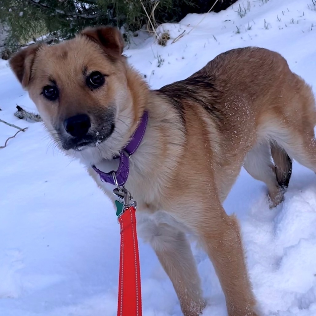 Jam, an adoptable Mixed Breed in Moab, UT, 84532 | Photo Image 1