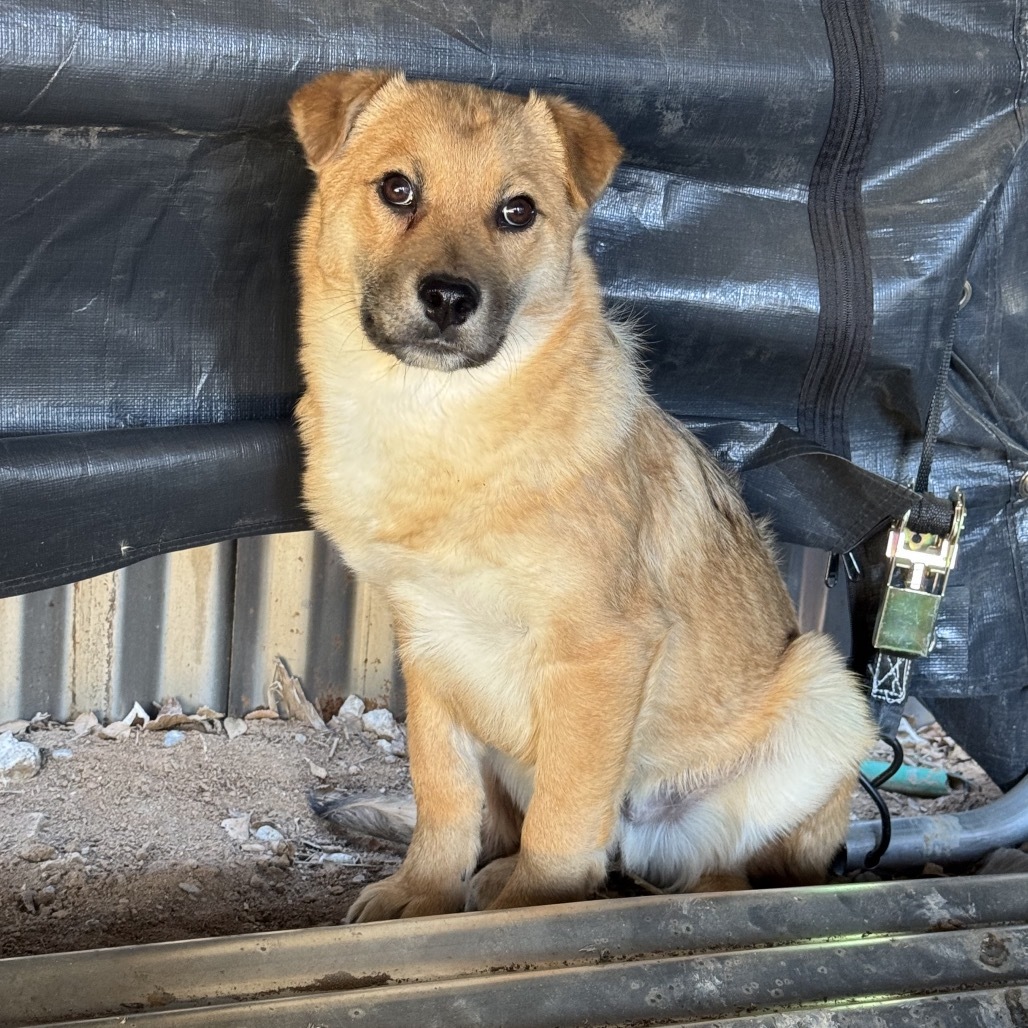 Jam, an adoptable Mixed Breed in Moab, UT, 84532 | Photo Image 3