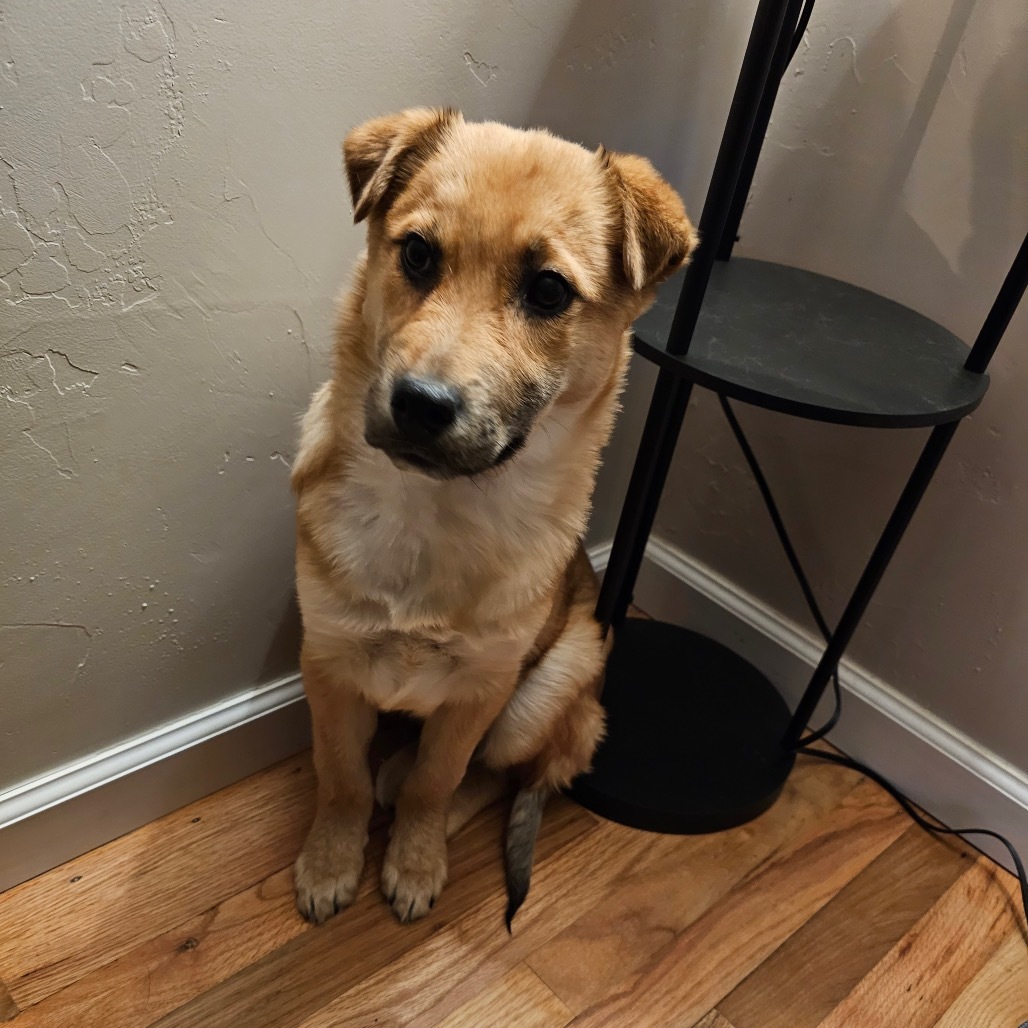 Jam, an adoptable Mixed Breed in Moab, UT, 84532 | Photo Image 4