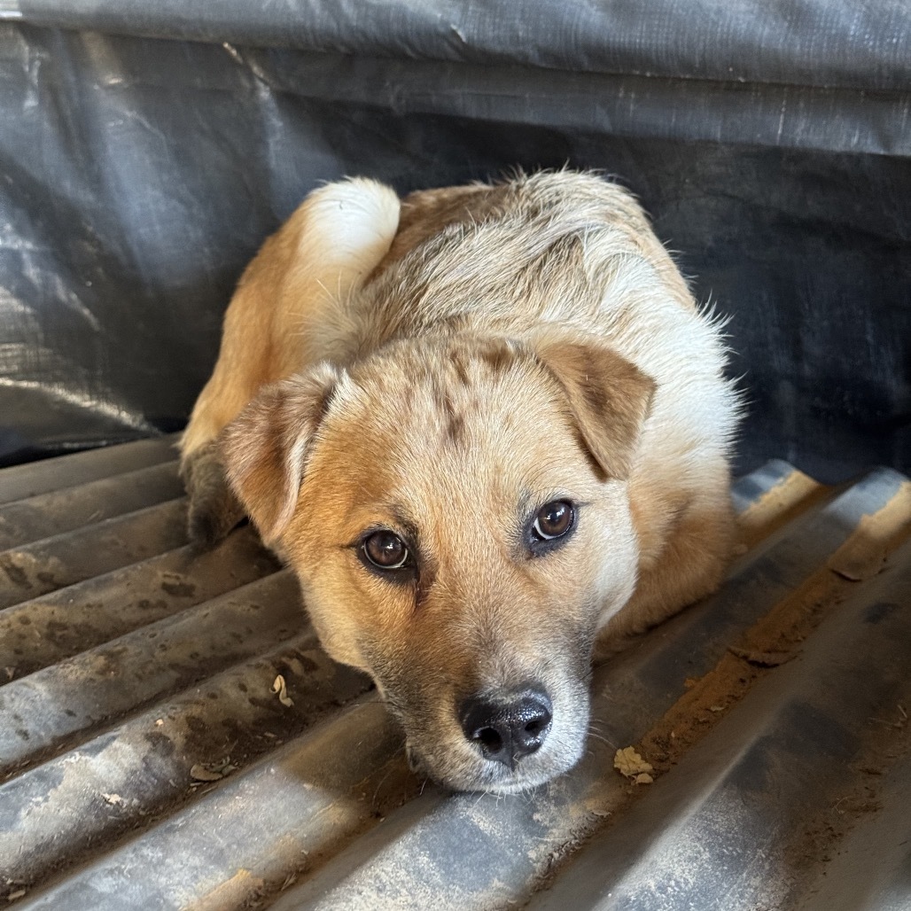 Jam, an adoptable Mixed Breed in Moab, UT, 84532 | Photo Image 5