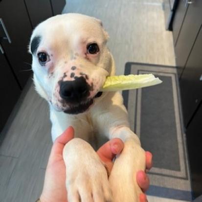 Wishbone