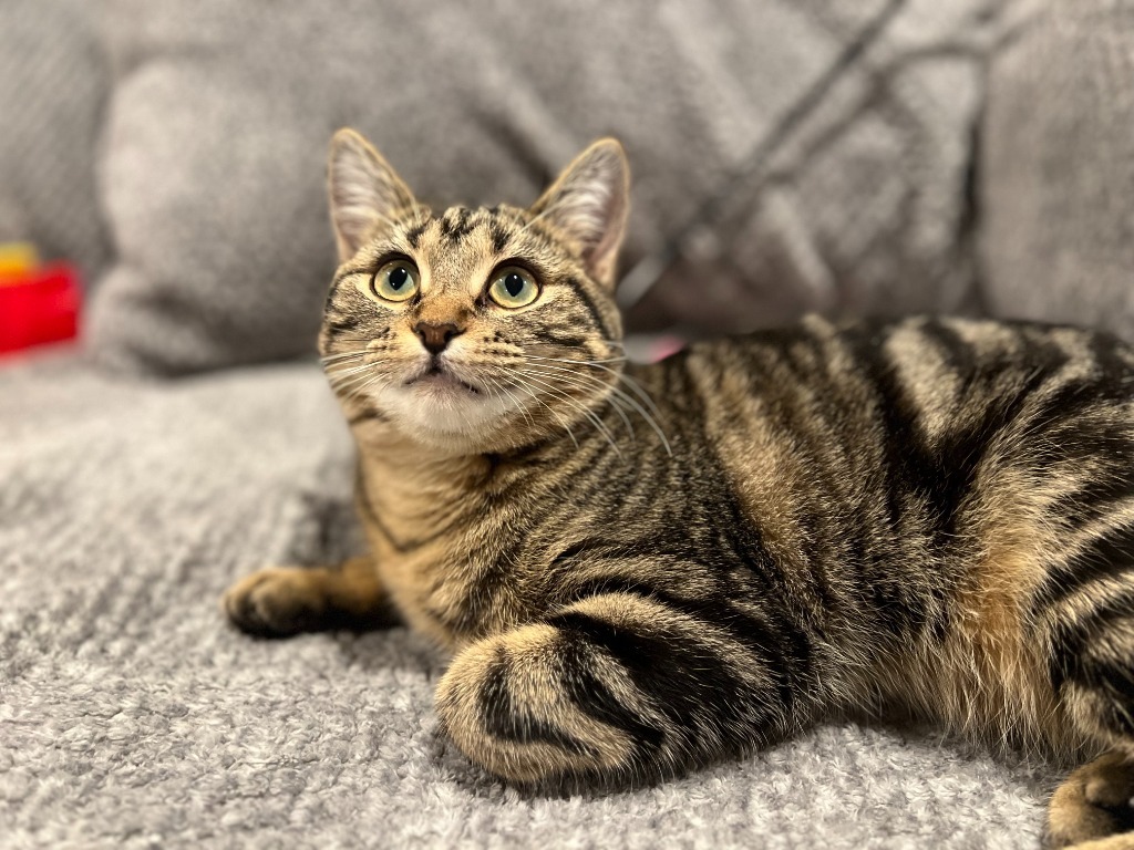 Indigo, an adoptable Domestic Short Hair in Minot, ND, 58702 | Photo Image 1