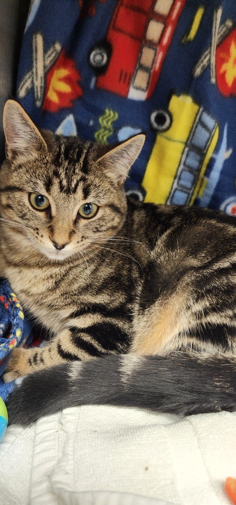 Indigo, an adoptable Domestic Short Hair in Minot, ND, 58702 | Photo Image 2