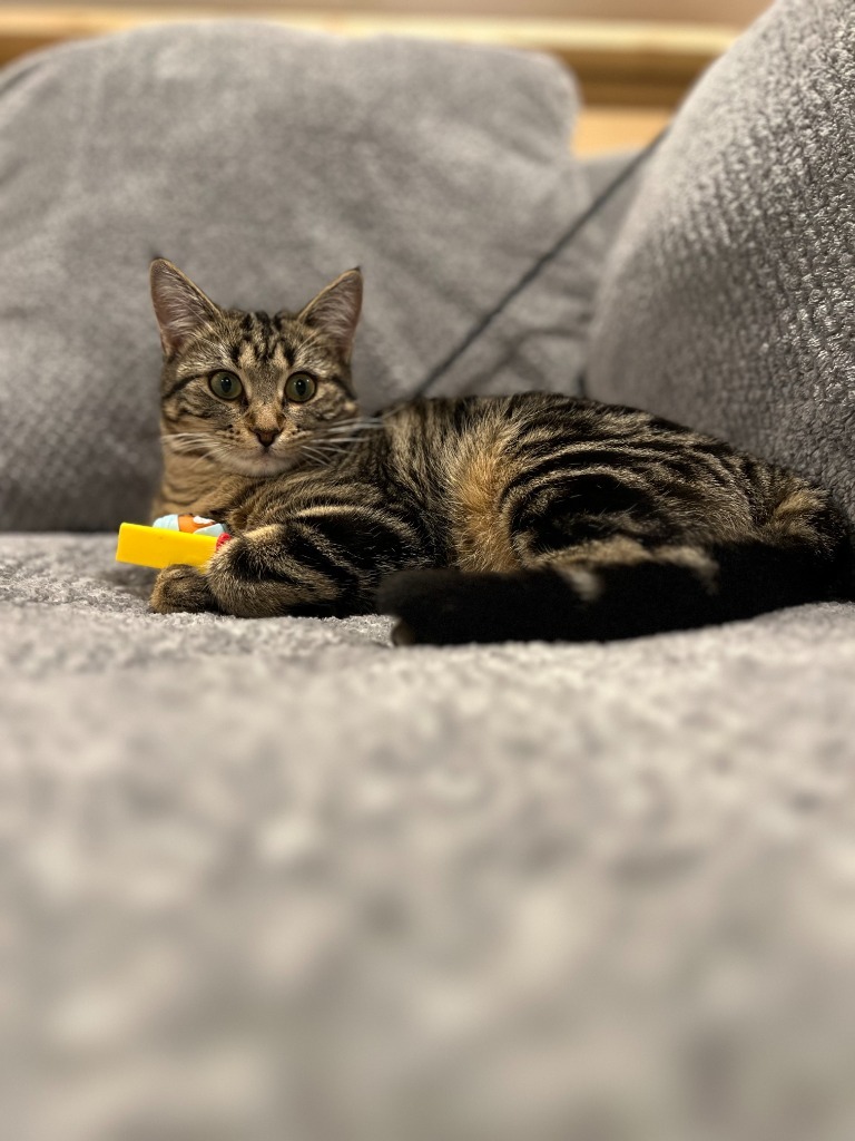 Indigo, an adoptable Domestic Short Hair in Minot, ND, 58702 | Photo Image 3