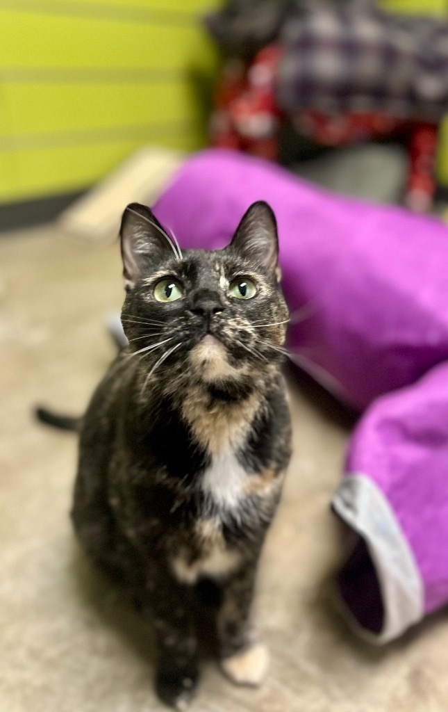Katnip Evergreen, an adoptable Domestic Short Hair in Minot, ND, 58702 | Photo Image 1