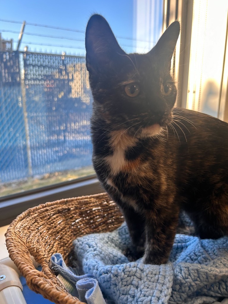 Katnip Evergreen, an adoptable Domestic Short Hair in Minot, ND, 58702 | Photo Image 2