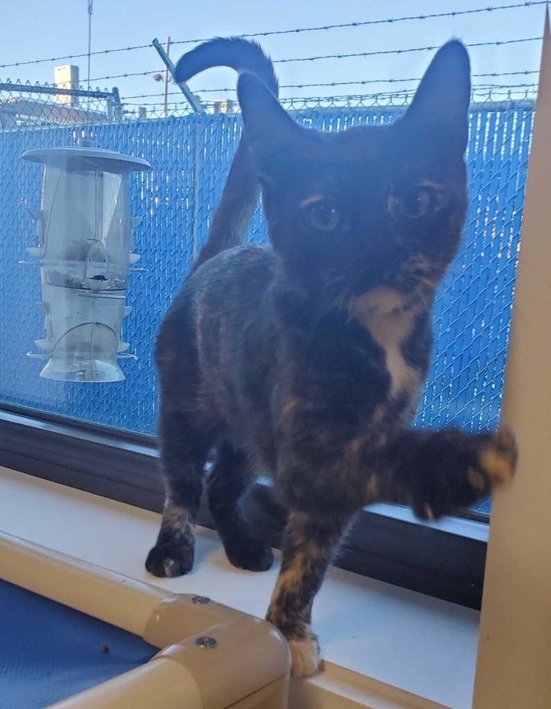 Katnip Evergreen, an adoptable Domestic Short Hair in Minot, ND, 58702 | Photo Image 4