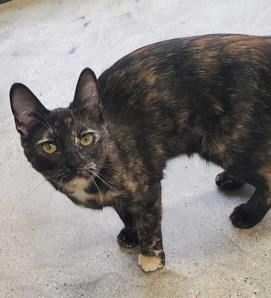 Katnip Evergreen, an adoptable Domestic Short Hair in Minot, ND, 58702 | Photo Image 5