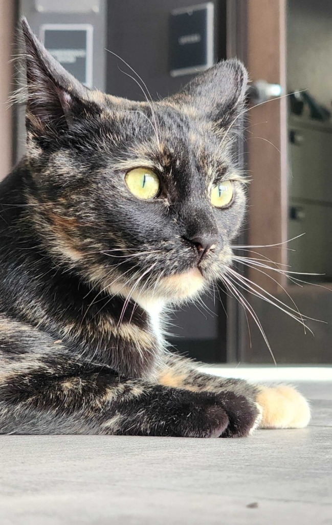 Katnip Evergreen, an adoptable Domestic Short Hair in Minot, ND, 58702 | Photo Image 6