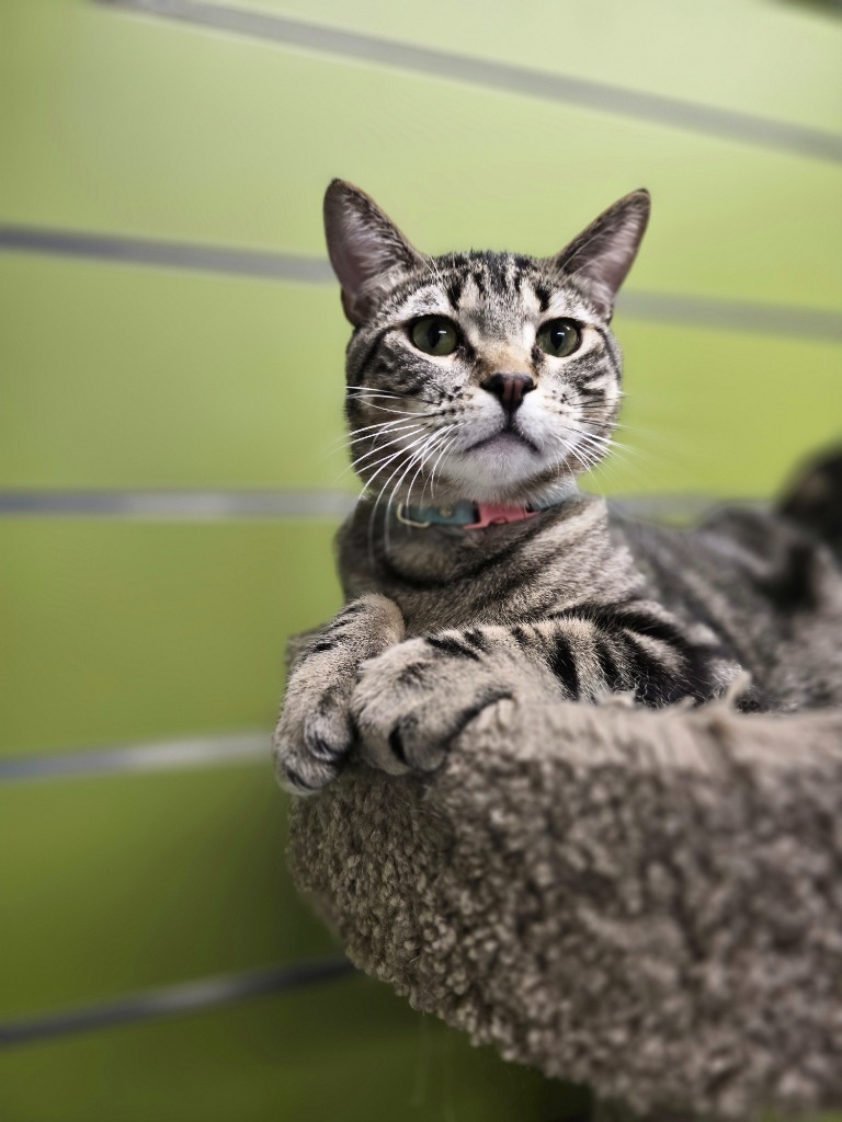 Blue, an adoptable Domestic Short Hair in Minot, ND, 58702 | Photo Image 1
