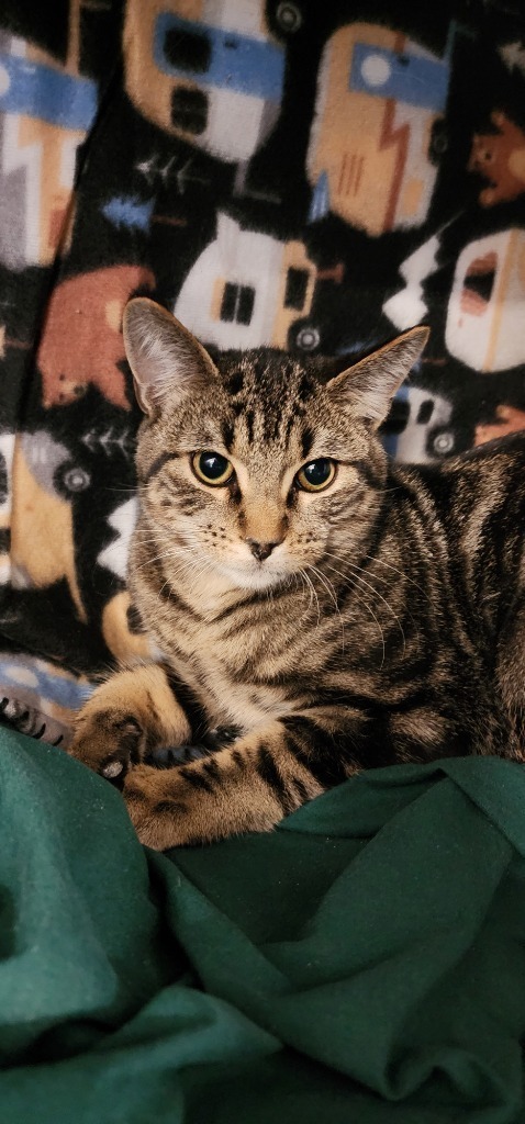 Blue, an adoptable Domestic Short Hair in Minot, ND, 58702 | Photo Image 2