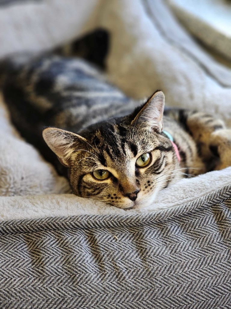 Blue, an adoptable Domestic Short Hair in Minot, ND, 58702 | Photo Image 4