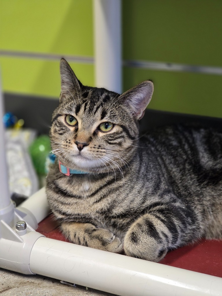 Blue, an adoptable Domestic Short Hair in Minot, ND, 58702 | Photo Image 5