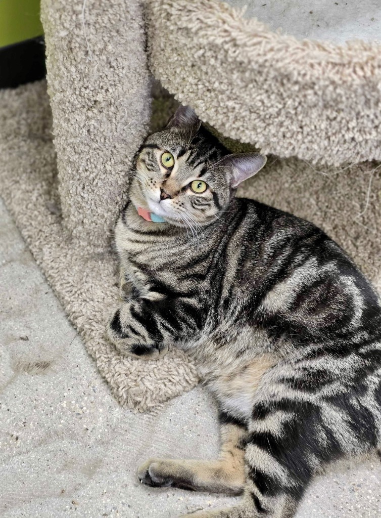 Blue, an adoptable Domestic Short Hair in Minot, ND, 58702 | Photo Image 6