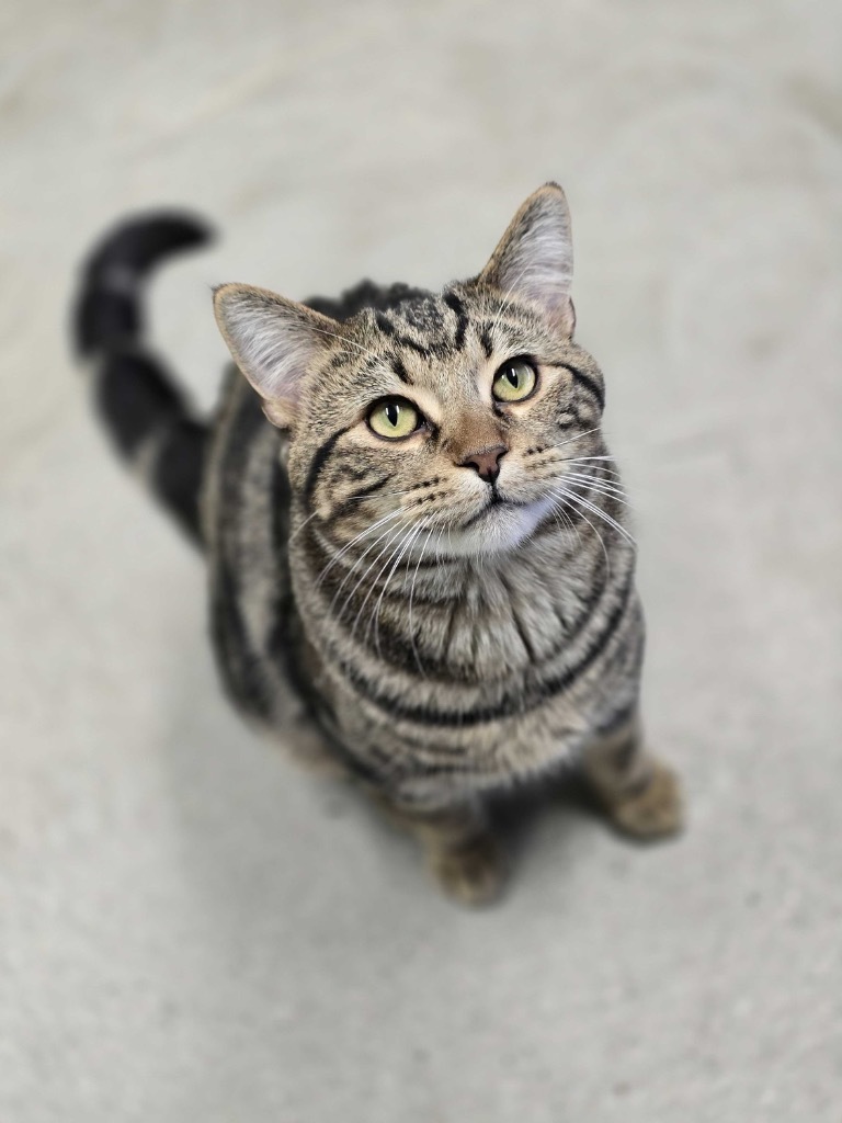 Green, an adoptable Domestic Short Hair in Minot, ND, 58702 | Photo Image 1