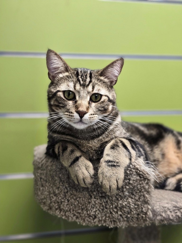 Green, an adoptable Domestic Short Hair in Minot, ND, 58702 | Photo Image 1