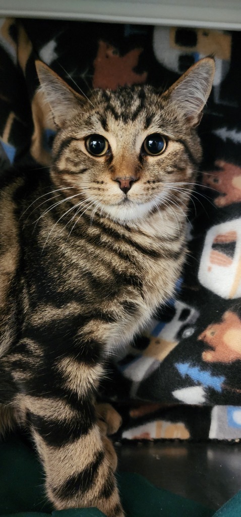 Green, an adoptable Domestic Short Hair in Minot, ND, 58702 | Photo Image 2