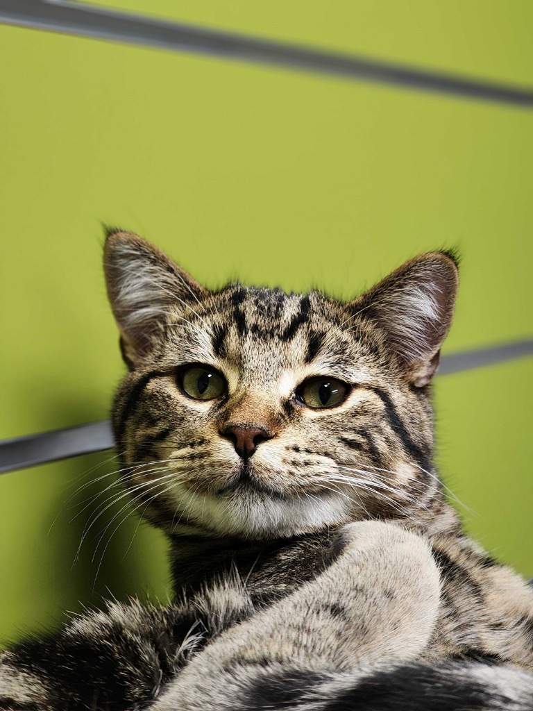 Green, an adoptable Domestic Short Hair in Minot, ND, 58702 | Photo Image 3