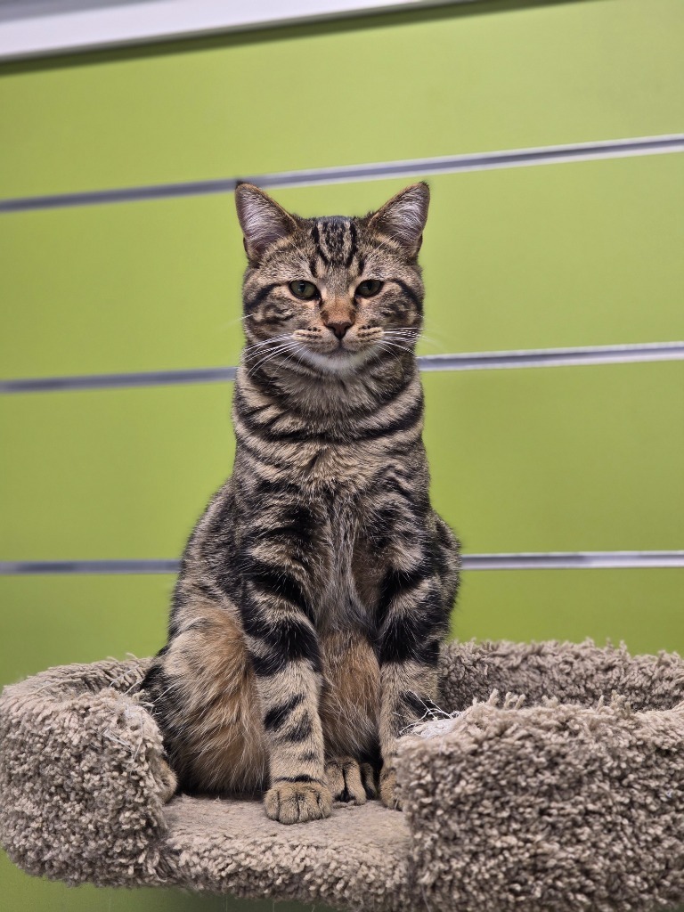 Green, an adoptable Domestic Short Hair in Minot, ND, 58702 | Photo Image 4