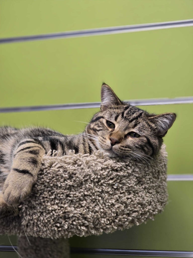 Green, an adoptable Domestic Short Hair in Minot, ND, 58702 | Photo Image 5