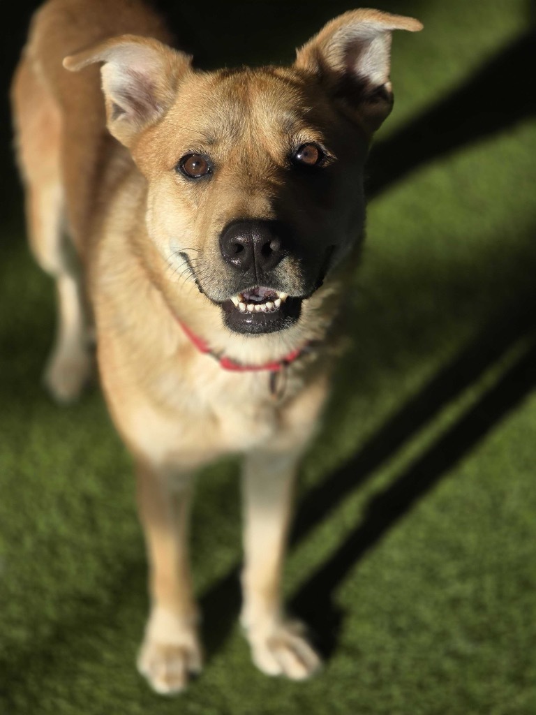 Jonesy, an adoptable Mixed Breed in Minot, ND, 58702 | Photo Image 1