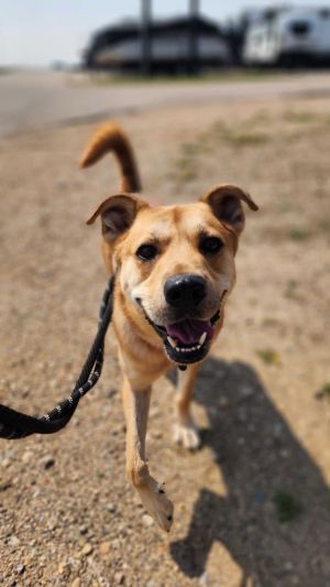 Jonesy, Adult Male Mixed Breed
