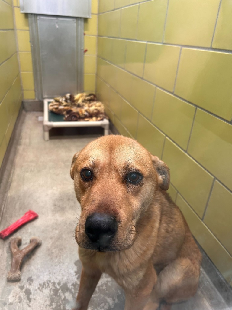 Jonesy, an adoptable Mixed Breed in Minot, ND, 58702 | Photo Image 2