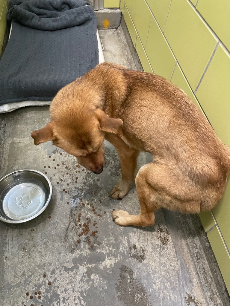 Jonesy, an adoptable Mixed Breed in Minot, ND, 58702 | Photo Image 3