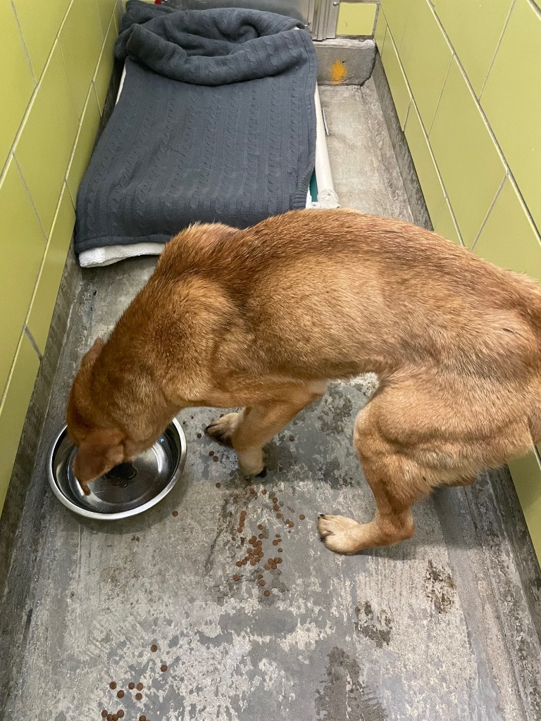 Jonesy, an adoptable Mixed Breed in Minot, ND, 58702 | Photo Image 4