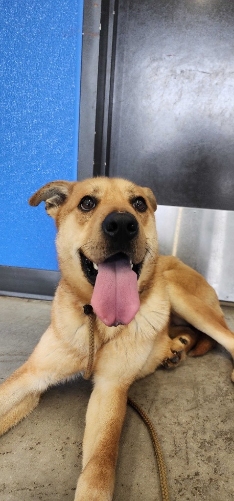 Jonesy, an adoptable Mixed Breed in Minot, ND, 58702 | Photo Image 5