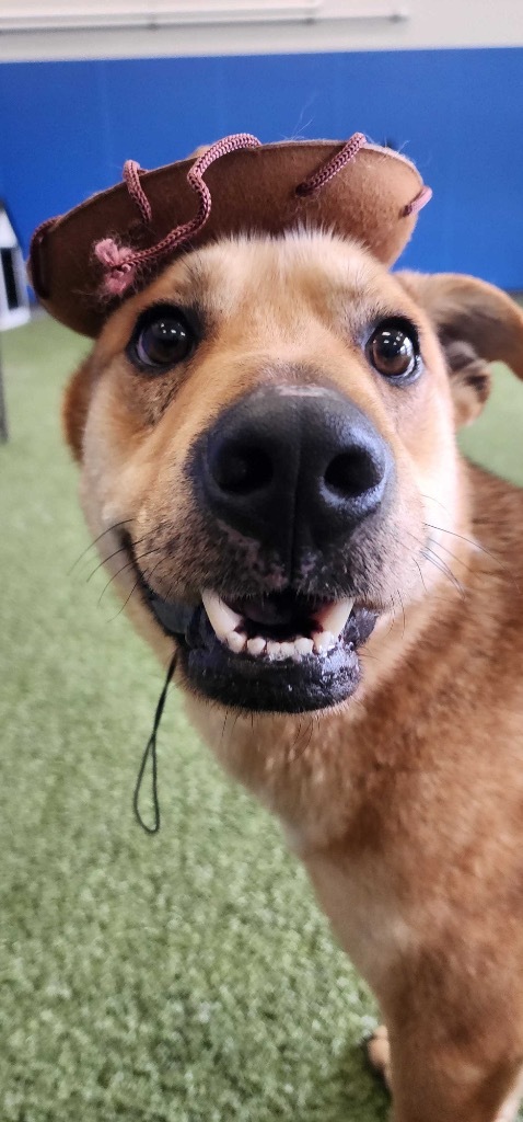 Jonesy, an adoptable Mixed Breed in Minot, ND, 58702 | Photo Image 6