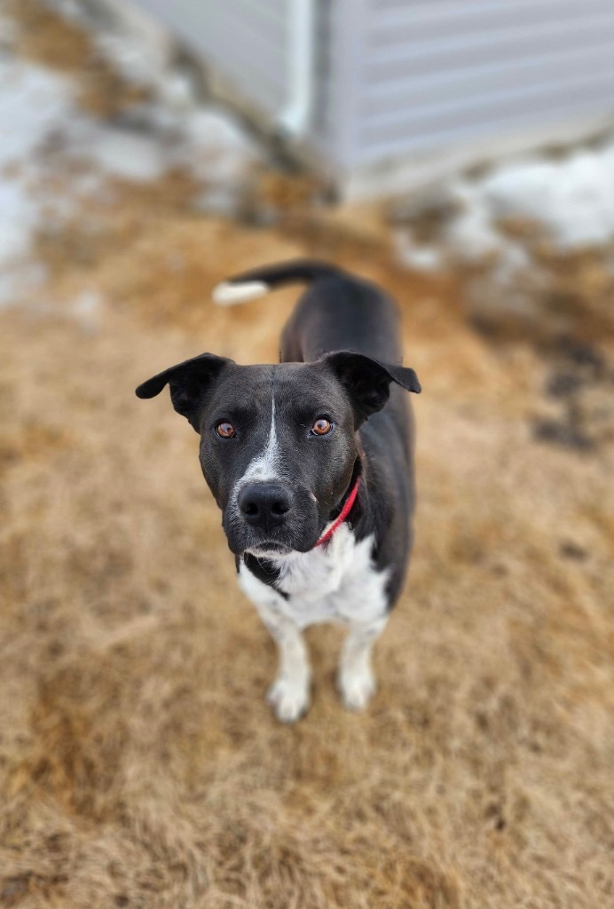 Tucker, an adoptable Mixed Breed in Minot, ND, 58702 | Photo Image 1