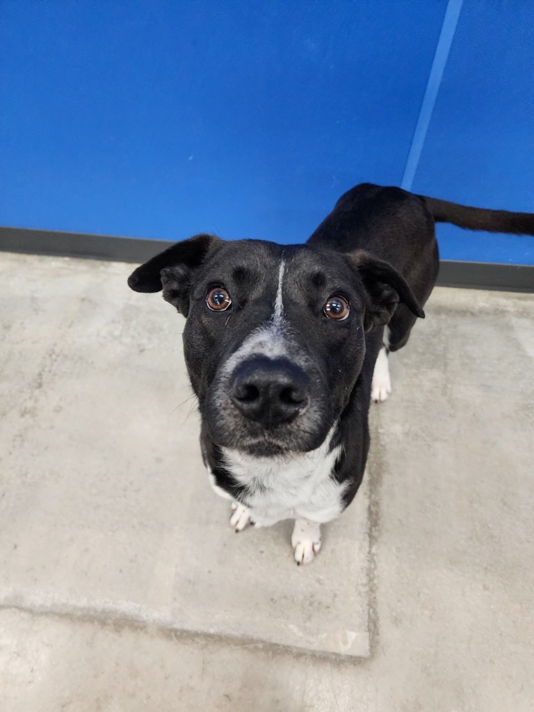 Tucker, an adoptable Mixed Breed in Minot, ND, 58702 | Photo Image 2