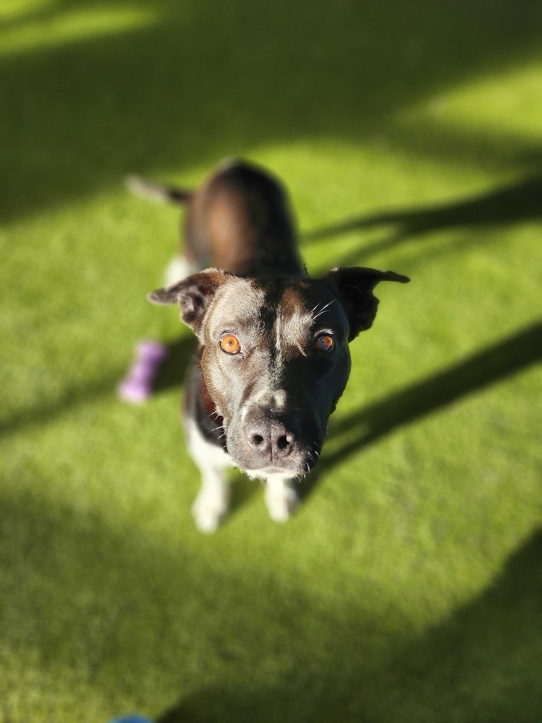 Tucker, an adoptable Mixed Breed in Minot, ND, 58702 | Photo Image 3