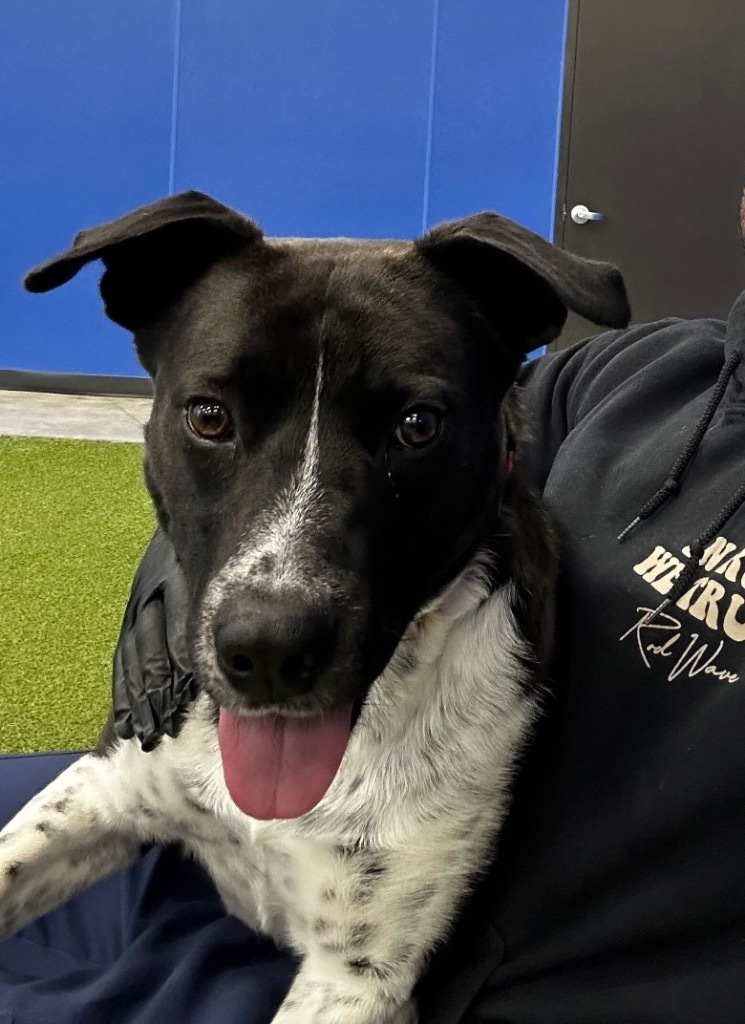 Tucker, an adoptable Mixed Breed in Minot, ND, 58702 | Photo Image 4